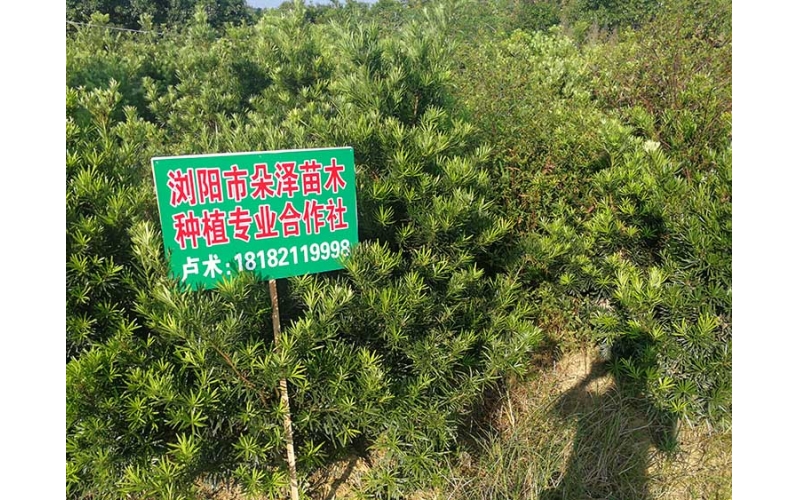 造型羅漢松基地