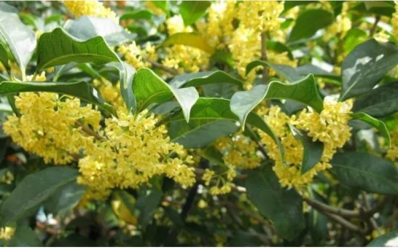 桂花樹的栽培技術(shù)：喜陽光、好溫暖、耐高溫、不耐寒
