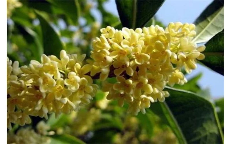 桂花用什么樹嫁接，大葉女貞/冬青/水蠟/流蘇樹做砧木都行